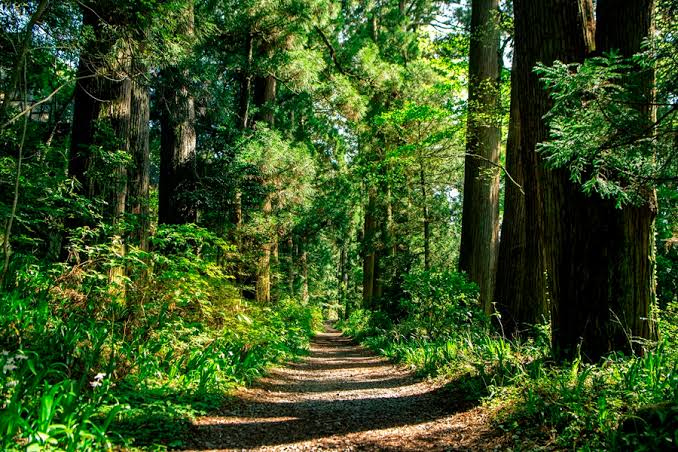 The old Cedar Avenue walking path lined with towering trees along the historic Tokaido road in Hakone