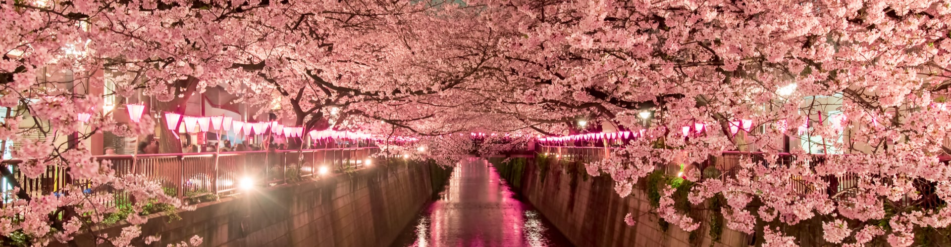 Cherry blossoms in full bloom over a path in Meguro Tokyo 
