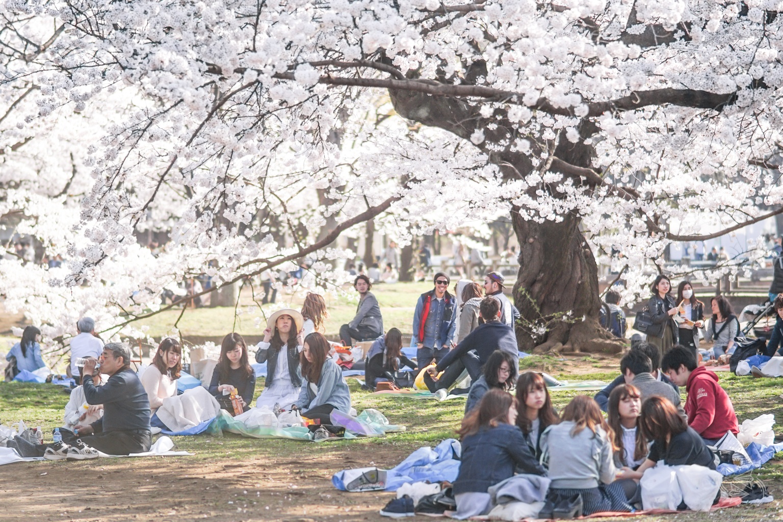 Cherry blossom trees over wide lawns in Yoyogi Park, Tokyo