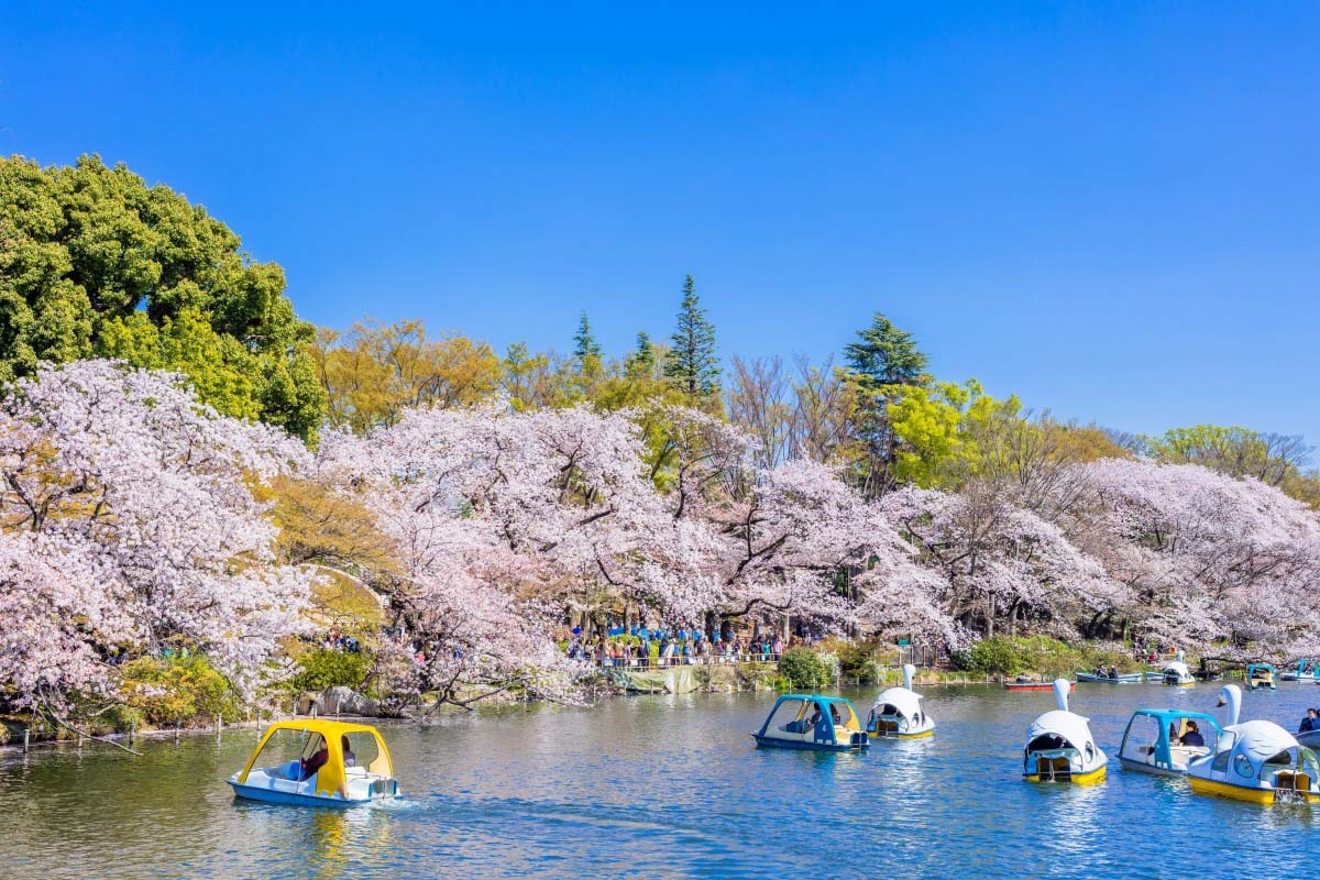 Rowboats on the pond at Inokashira Park surrounded by trees in Kichijoji