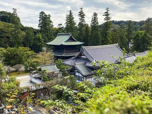 Sunlight filtering through a tall dense cedar forest onto the weathered, quiet wooden halls of Engakuji Zen temple in the peaceful valleys of north Kamakura