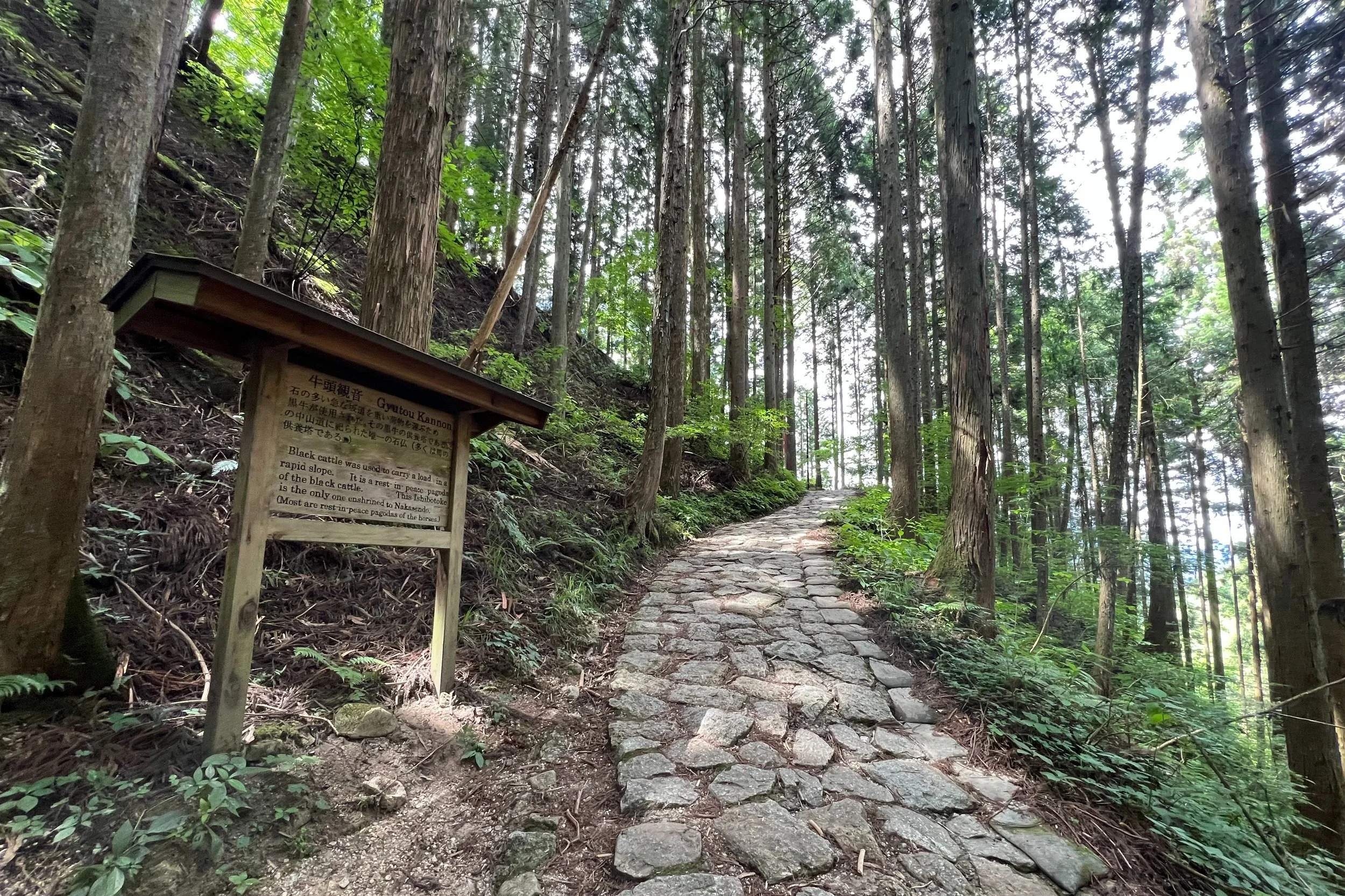 A forested section of the Nakasendo trail connecting Magome and Tsumago in the Kiso Valley