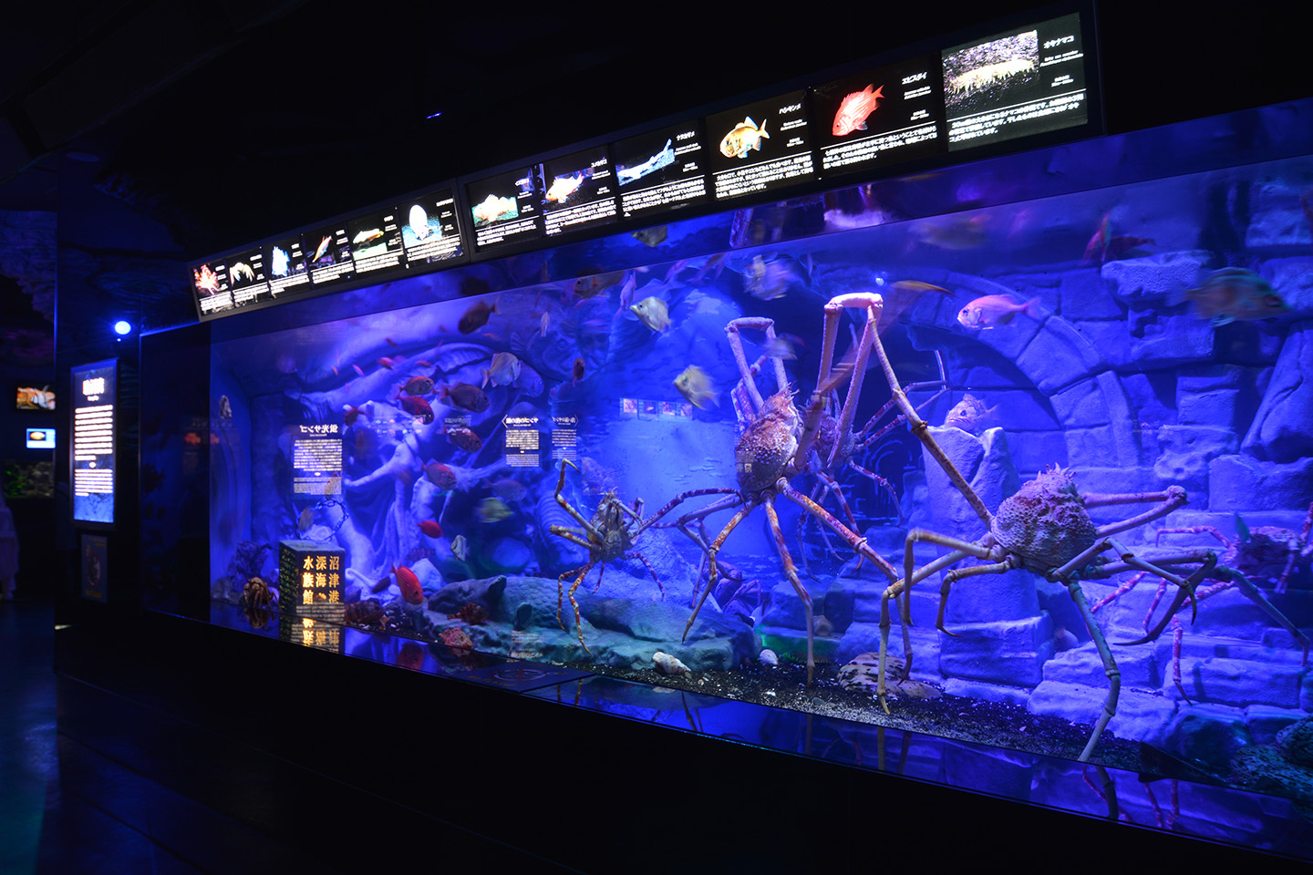 A rare deep-sea creature on display at the Numazu Deep Sea Aquarium