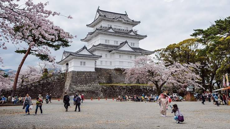 Cherry blossoms framing the white keep tower of Odawara Castle in Kanagawa