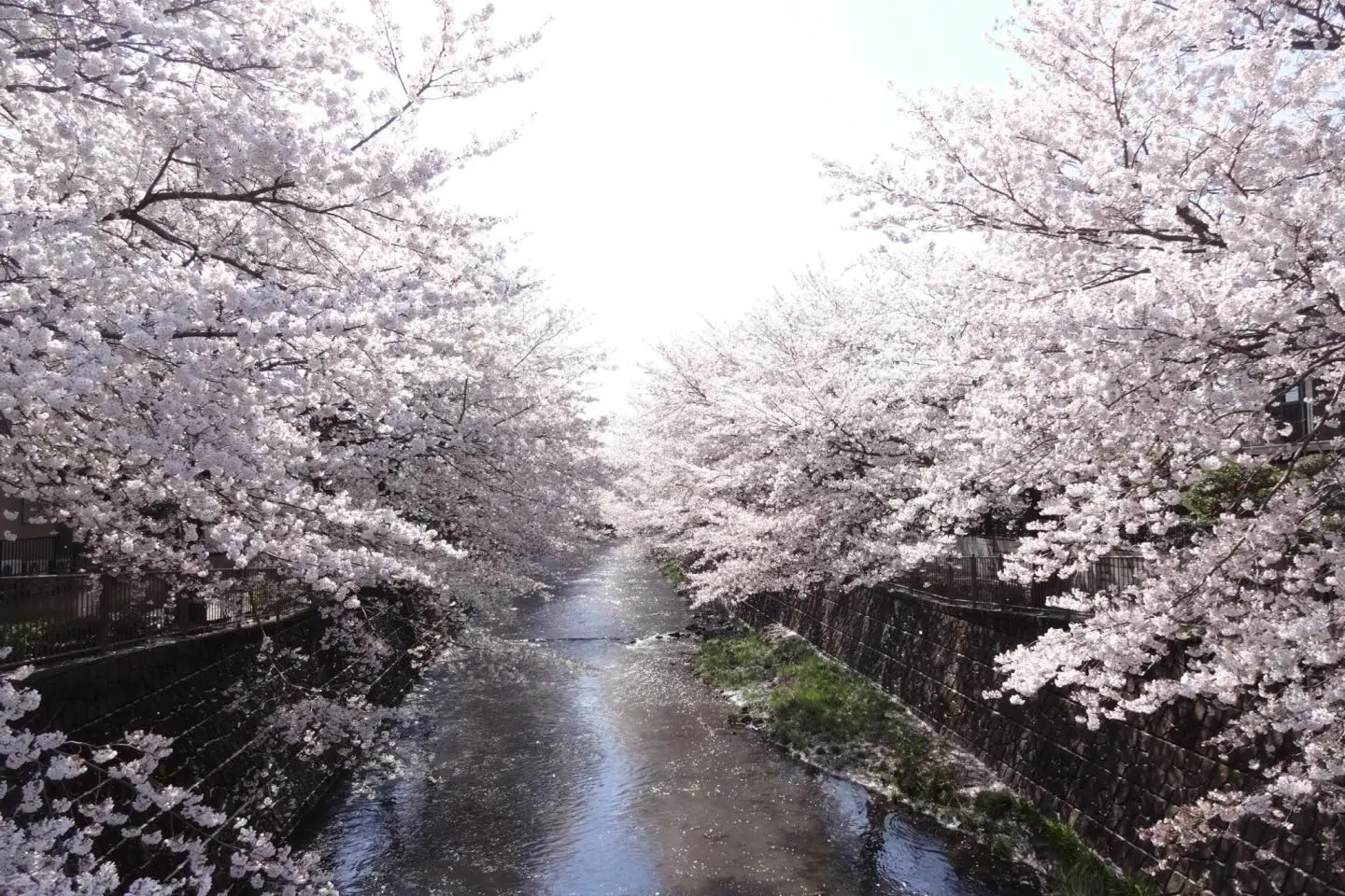 Cherry blossom trees lining the Ondagawa River in Machida
