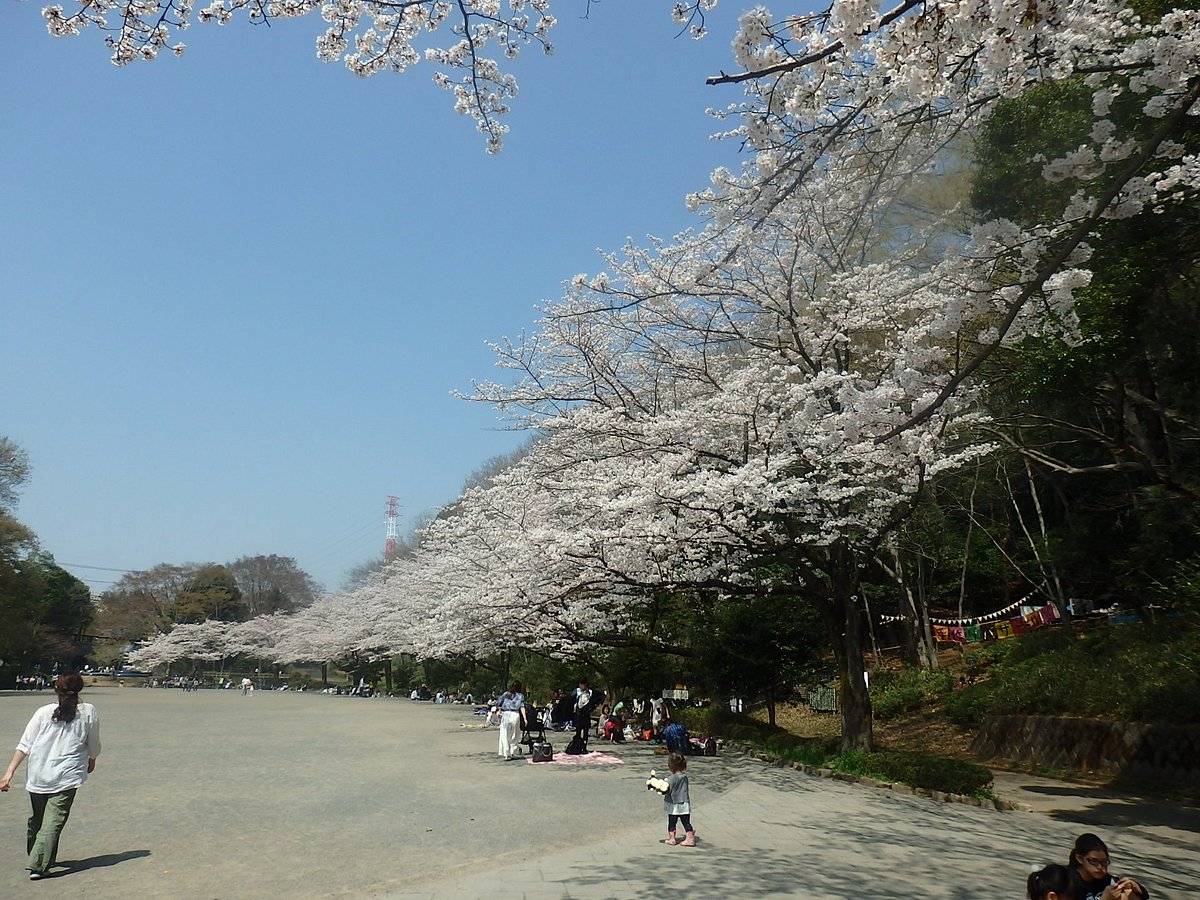 Cherry blossom trees at Serigaya Park in Machida
