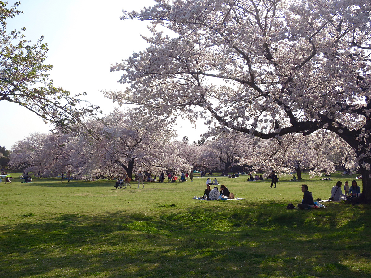 Sakura no Sono cherry blossom garden with mature trees at Showa Kinen Park, Tachikawa