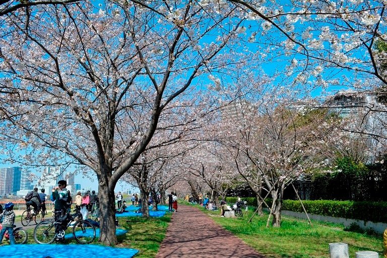 Cherry blossom trees along the Tama River at Tamagawa-Gyokusen Park