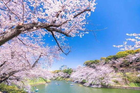 Cherry blossoms in full bloom over a path in a Tokyo park