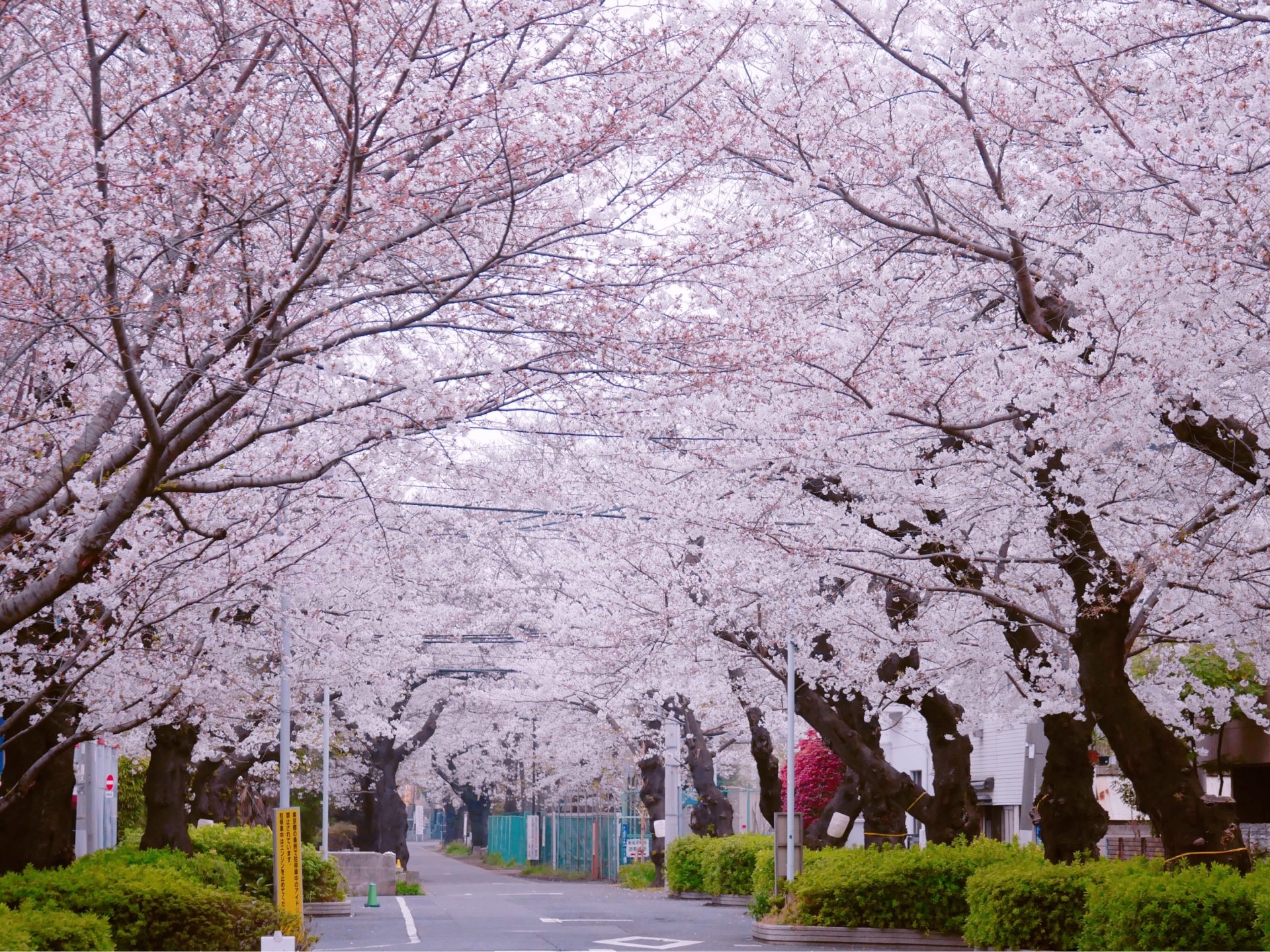 Scenic sakura-lined paths of a quiet cemetery courtyard